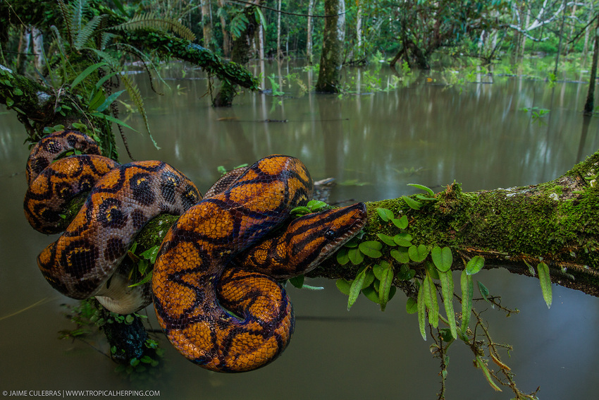 A rainbow boa from Nangaritza, one of the habitats protected through WLT's Carbon Balanced programme that Ingles and Hayday have support