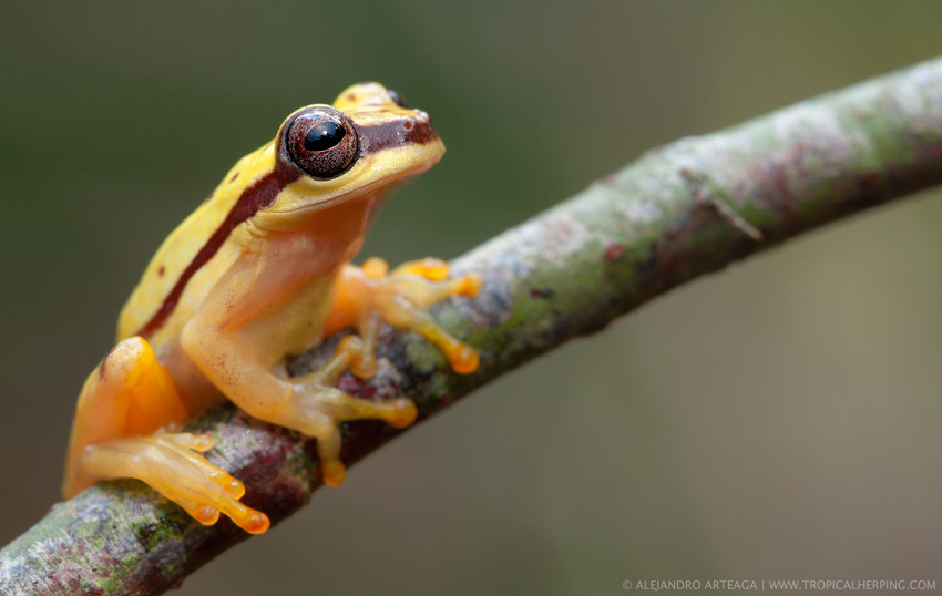 Red-skirted tree frog from Nangaritza, one of the habitats protected through WLT's Carbon Balanced programme that Ingles and Hayday support